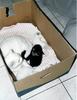 chatons-0002.jpg