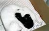 chatons-0003.jpg
