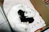 chatons-0004.jpg
