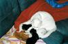 chatons-0005.jpg