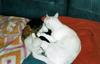 chatons-0006.jpg