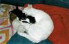 chatons-0007.jpg