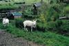 irlande-3-23.jpg