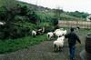 irlande-3-24.jpg
